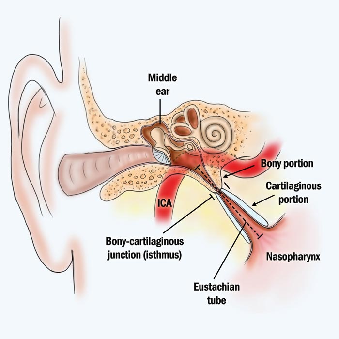 Eustachian Tube Anatomy
